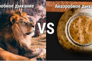 Razlike između aerobnog i anaerobnog disanja Razlike između aerobnog i anaerobnog disanja