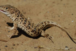 Raznobojan bujn u divljini i kako domaći ljubimac Raznobojan bujn u divljini i kako domaći ljubimac