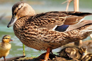 Sorte divljih pataka Sorte divljih pataka