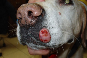 Sorte neoplazmi u psu na tijelu Sorte neoplazmi u psu na tijelu