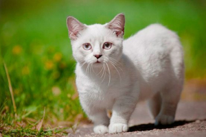 Sorte mačaka s kratkim glavom