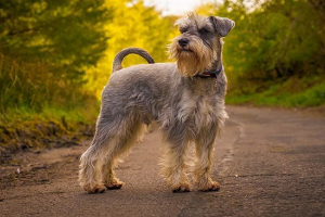 Sorte schnauzer pasmina Sorte schnauzer pasmina