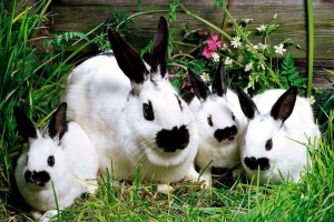 Kunići uzgoj kod kuće - gdje početi? Kunići uzgoj kod kuće - gdje početi?