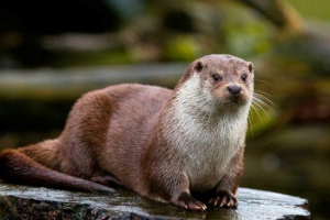 River otter River otter