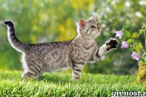 Rijetke pasmine mačaka, njihov opis i značajke