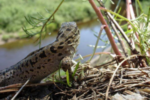 Rijetke životinje iz crvene knjige altai teritorija - popis, karakteristike i fotografije Rijetke životinje iz crvene knjige altai teritorija - popis, karakteristike i fotografije