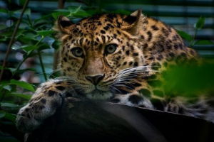 Rijetke životinje rusije Rijetke životinje rusije