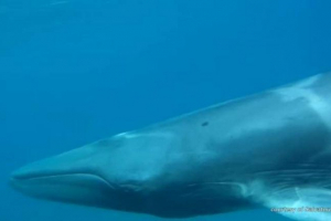 Rijetka poliasomija omura je snimljena na fotoaparatu s obale madagaskara Rijetka poliasomija omura je snimljena na fotoaparatu s obale madagaskara