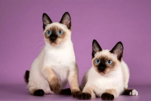 Cat patuljak rock ocjena Cat patuljak rock ocjena