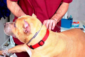 Ocjena najboljih ovratnika buha za pse Ocjena najboljih ovratnika buha za pse