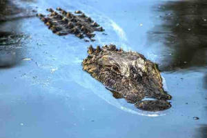 Ocjena najsmrtonosnijih ubojica Ocjena najsmrtonosnijih ubojica