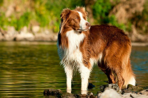 Ocjenu najpametnijih pasa na planeti Ocjenu najpametnijih pasa na planeti