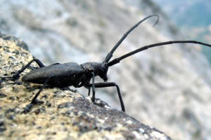 Relikvija drvo Relikvija drvo