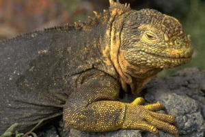 Gmazovi i temperatura tijela Gmazovi i temperatura tijela