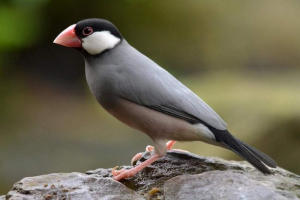 Ricovka ili yavansky sparrow - što znamo o ovoj ptici?