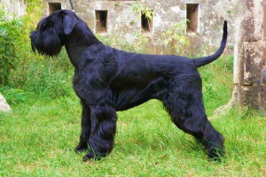 Riseenshnauzer: sve o uslužnom psu