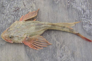 Slingshot ili četveronožni bik Slingshot ili četveronožni bik