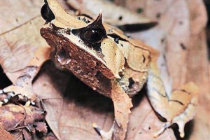 Hornirani češnjak - kamuflažni majstori Hornirani češnjak - kamuflažni majstori