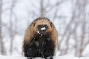 Wolverine - puna raznovrsna taiga Wolverine - puna raznovrsna taiga