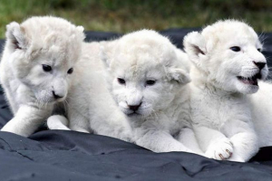 Rostov zoološki vrt dobio je rijedak dar