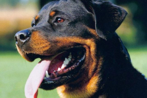 Rottweiler: usluga iznad svega! Rottweiler: usluga iznad svega!