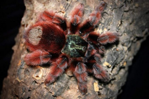 Pink tarantula, on je tropska perad Pink tarantula, on je tropska perad