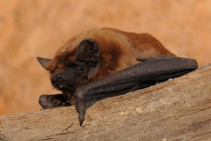 Crvena knjiga republike mari el