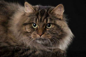 Ruske mačke - popis, karakteristike i fotografije Ruske mačke - popis, karakteristike i fotografije