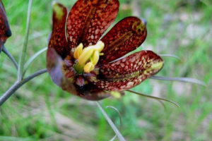 Ruski ryabchik Ruski ryabchik