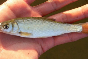 Riblji elementi: fotografija, video Riblji elementi: fotografija, video