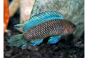 Riba-kameleon. Zašto kameleon? Riba-kameleon. Zašto kameleon?