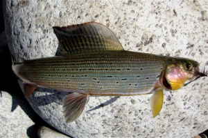 Harius riba: ono što je poznato o njoj?