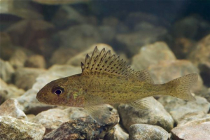 Fish orš: opis i fotografija slatkovodnog stanovnika Fish orš: opis i fotografija slatkovodnog stanovnika