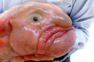 Pad ribe. Video, fotografija