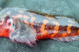 Riba red terpug (ili cheatsgearska ploča) Riba red terpug (ili cheatsgearska ploča)