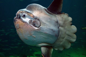 Riblji mjesec Riblji mjesec