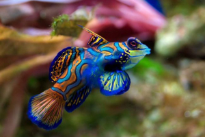 Riba mandarina: ljepota duge