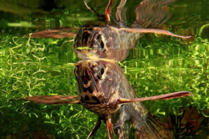 Riblji moljac - leteće ribe Riblji moljac - leteće ribe