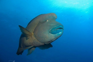 Fish-napoleon: zašto ona nosi trikona? Fish-napoleon: zašto ona nosi trikona?