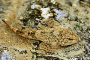 Riblji bručnik: za ono što je dobila svoje ime? Riblji bručnik: za ono što je dobila svoje ime?