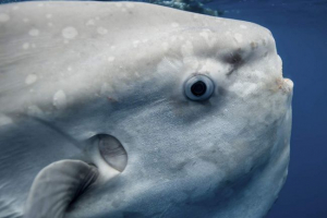 Riba s neobičnim imenom mjesec Riba s neobičnim imenom mjesec