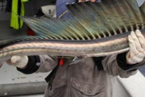 Riblji sablja Riblji sablja