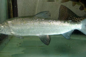 Ribe sig prolaz: najzanimljivije činjenice Ribe sig prolaz: najzanimljivije činjenice