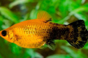 Mollyons riba - uvjeti Mollyons riba - uvjeti