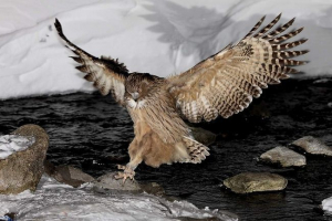 Riblji filin Riblji filin