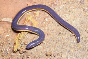 Ribljenja - čudna bića, slična ribi i zmiji Ribljenja - čudna bića, slična ribi i zmiji