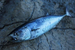 Riba jadranskog mora Riba jadranskog mora