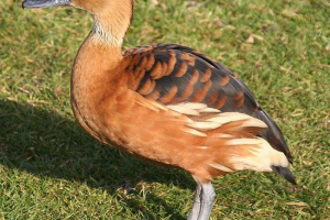 Crvenokosa drvena patka Crvenokosa drvena patka