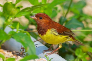 Crvenokosa zobena kaša Crvenokosa zobena kaša