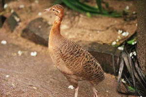 Crveni tinama - nespretni piloti Crveni tinama - nespretni piloti